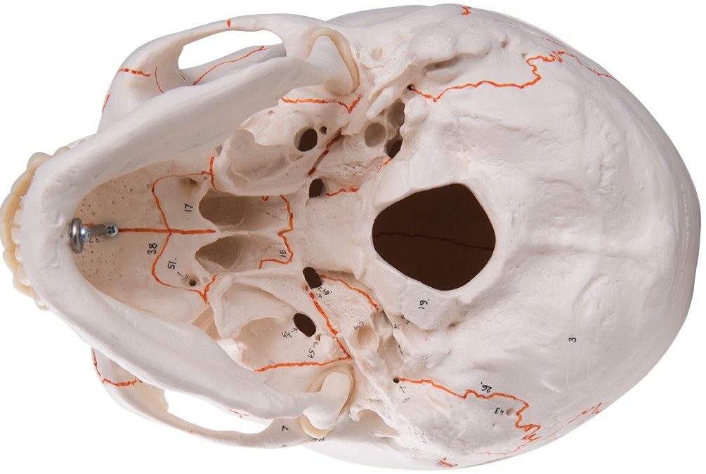 VIDEOAULA: Revisão de Crânio para Neuroanatomia