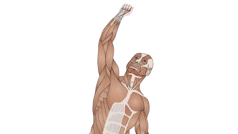 Desenho e Identificação dos Músculos Esqueléticos