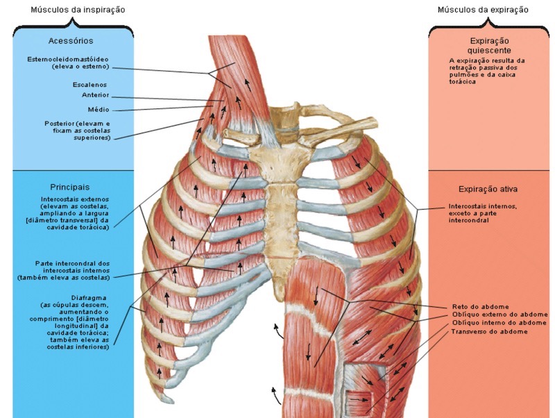Desenho dos Músculos Respiratórios
