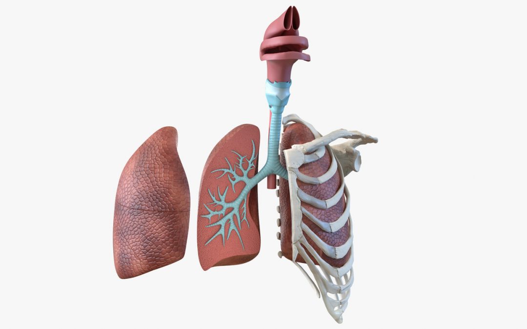 Trabalho/Seminário Sistemas Circulatório e Respiratório – Prova Prática 2019.1 EDFS